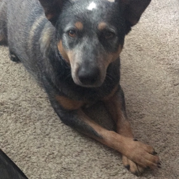 Meet your Posher, Max - Picture 1 of 1